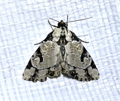 Stibaera thyatiroides