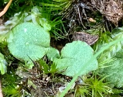 Pterostylis parviflora