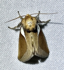 Prolimacodes trigona