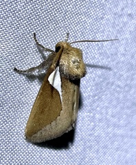 Prolimacodes trigona