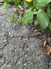 Sphenomorphus incognitus