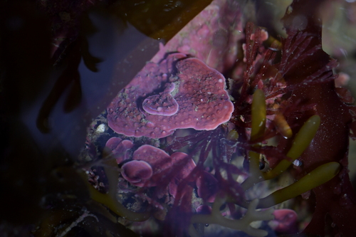 Synarthrophyton patena, 2022-07-17