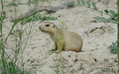 Spermophilus fulvus