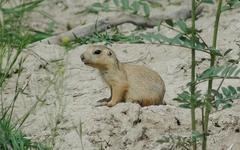 Spermophilus fulvus