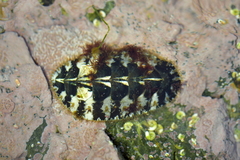 Plaxiphora caelata