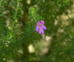 Prostanthera cryptandroides euphrasioides