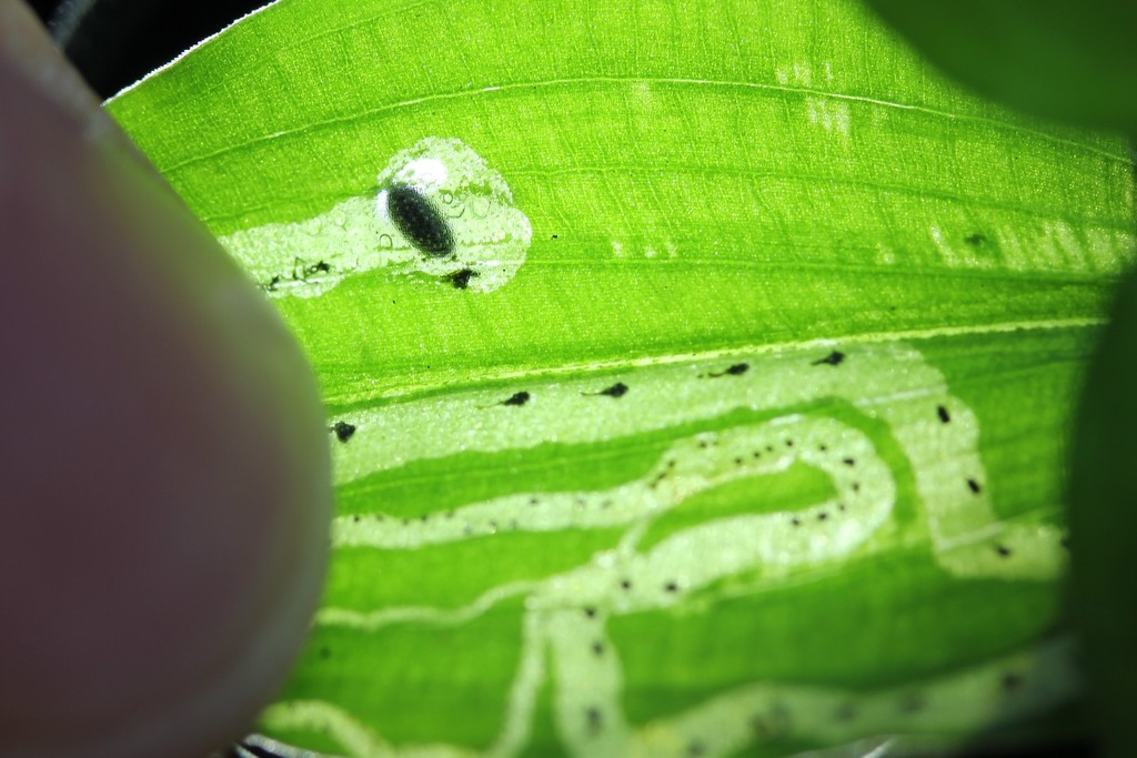 Liriomyza commelinae