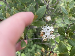 Rhododendron micranthum