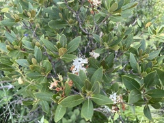 Rhododendron micranthum