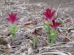 Curcuma