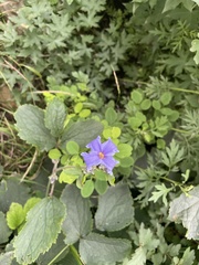 Clematis heracleifolia