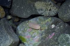 Taeniogyrus dunedinensis