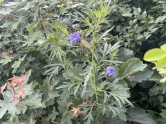 Clematis heracleifolia