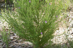 Prostanthera cryptandroides euphrasioides