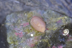 Taeniogyrus dunedinensis