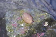 Taeniogyrus dunedinensis