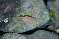 Taeniogyrus dunedinensis