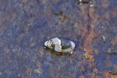 Dentimargo cairoma