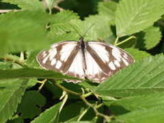 Lepidoptera