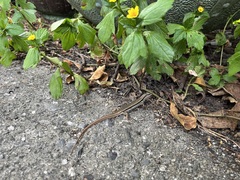 Sphenomorphus incognitus