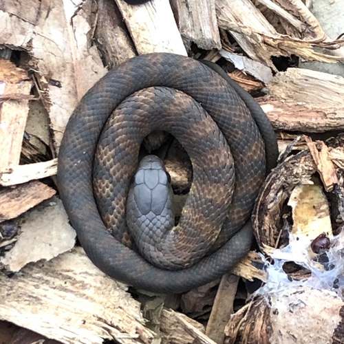 Eastern Tiger Snake sighting