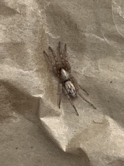 Scotophaeus pretiosus