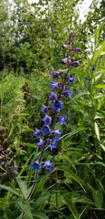 Delphinium retropilosum