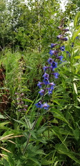 Delphinium retropilosum