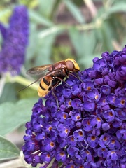 Volucella zonaria