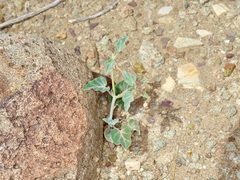 Acleisanthes chenopodioides