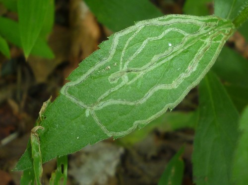 Ophiomyia maura photo 3