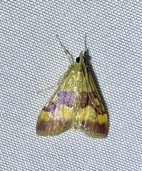 Pyrausta flavofascialis
