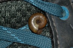 Aegopinella nitidula