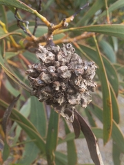 Dasineura glomerata