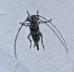 Acanthocinus obliquus