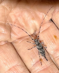 Acanthocinus obliquus