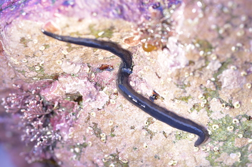 Odontosyllis polycera image