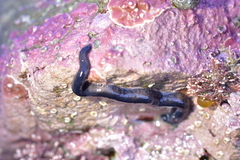 Odontosyllis polycera image