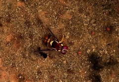 Bactrocera