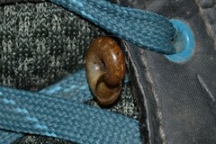 Aegopinella nitidula