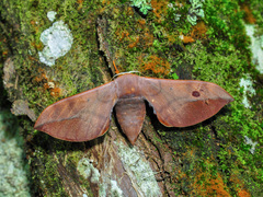 Comparmustilia sphingiformis