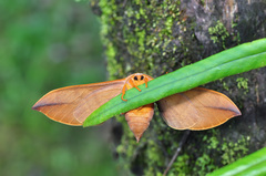 Comparmustilia sphingiformis