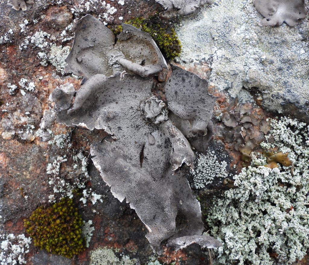 Umbilicaria nylanderiana
