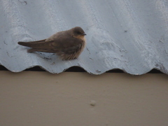 Ptyonoprogne fuligula anderssoni