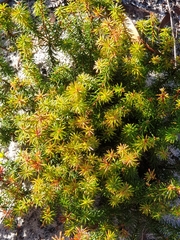 Brachyloma scortechinii