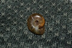 Aegopinella nitidula