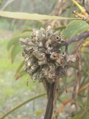 Dasineura glomerata