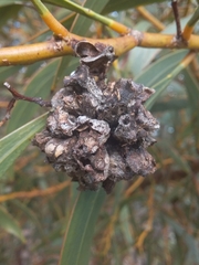 Dasineura glomerata