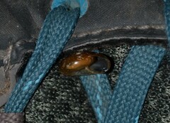 Aegopinella nitidula