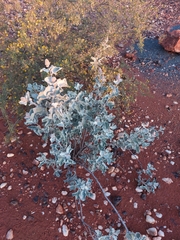 Ptilotus rotundifolius
